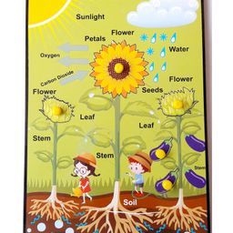 WISSEN Wooden Photosynthesis & Parts of Plant Educational Knob Tray Multicolor - 6 Pieces-24