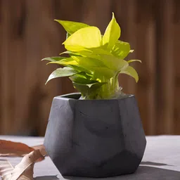 Greyt PentHex Dark Grey Textured Cement Planters-picture-44
