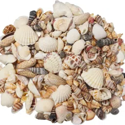 Sea Shells Aquarium Sea shale Home Decoration Used Aquarium & craft H38 Shale Unplanted Substrate-26