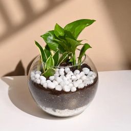 Money N Snake Plant In Fishbowl Terrarium-image-76