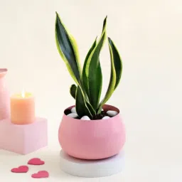 Pink Planter with Snake Plant-image-3
