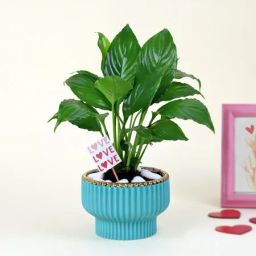 Peace Lilly Love With Planter-image-7