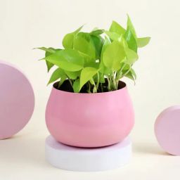 Money Plant in a Pink Planter-image-88