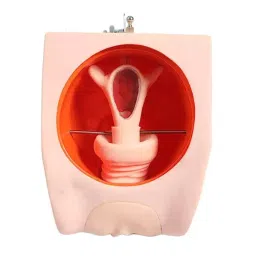 A-ONE SCIENCE Life Size Multicolor PVC and Silica Gel Female Contraception Training Model AOSBM105-picture-17