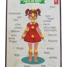WISSEN Wooden Parts of Body Educational Knob and Peg Puzzle Multicolor - 10 Pieces-18