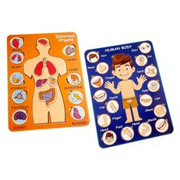Fingo Brain Combo Pack Wooden Knob Internal Organs  & Body Parts Peg Board with 38pcs- Multicolor-12