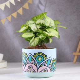 Syngonium Plant In Rangoli Terracotta Pot-image-8