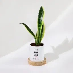 Let Love Grow - Snake Plant With Pot - Personalized-image-70