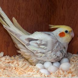 Sage Square Special Combo of Jumbo Size Natural Wood Mountable Nest Cum Breeding Box with Perch Attached (Design for Medium Size Birds) with Nesting Material (100grm) image 2