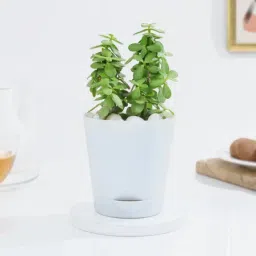 Vibrant Jade Plant And Self Watering Planter-picture-21