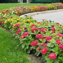 Neo Zinnia Flower Seeds Hybrid Seed Seed-image-66