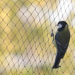 wasco UV-Stabilized Nylon Anti Bird Net/Garden Net/Pigeon Net/Monkey Safety Net 25 mm Hole (6x12 Ft =72 SQRFT) Color Green image 4