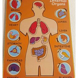 Fingo Brain Wooden Knob Puzzle Internal Organs- 16 Pieces-13