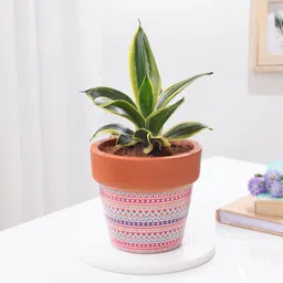 Snake Lotus Plant In Artisan Terracotta Pot-image-61
