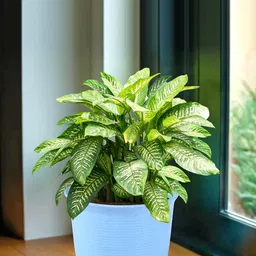 Kuber Industries Marble Sawera Blue Planters With Plates-image-23