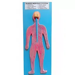 MAYALAB Human Nervous System Model for Hospitals-picture-38