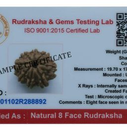Trideva Blessings 8 Mukhi Rudraksha/Eight Face Rudraksha - Nepal Bead image 4