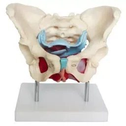 A-ONE SCIENCE Life Size Multicolor PVC Adult Female Pelvis With Muscles and Organs AOSBM19-picture-35