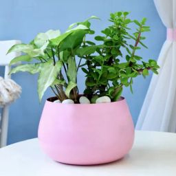 The Precious Two Plant Combo-image-47