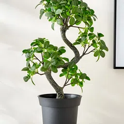 Home Centre Green Artificial Ficus Plant With Pot-image-4