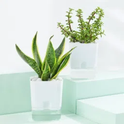 Snake And Jade Plant With Self-Watering Planter-image-70