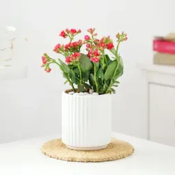 Kalanchoe Plant In Ribbed White Planter-image-91