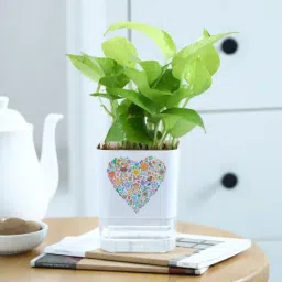 Love In Bloom - Money Plant With Self Watering Planter-image-48