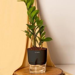 KYARI Zamia Green ZZ Indoor Plants for Living Room Live Plants Plants with Black Pot for Home Air purifier plants Plants for Home Decor-24