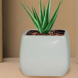 LASAKI Nebi White Ceramic Planters-image-99