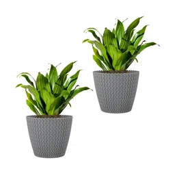 GARDEN'S NEED Grey 2 Pieces Textured Planters-11