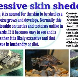 (PCI) Shell Care to Provide Best Care for Turtle & Tortoise Shell for Their Healthy Healthcare (100ml) (Pack of 2) image 4