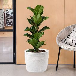 Myntra Elegant Homes White Textured Marble Unbreakable UV Protected Planter-26