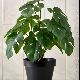 Home Centre Green & Black Monstera Deliciosa Artificial Plant With Pot-image-56