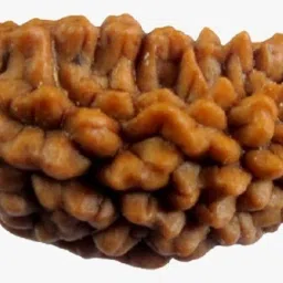 One Mukhi Rudraksha Original Certified Indonesian Ek Mukhi Rudraksh Wood Pendant-picture-13