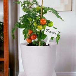 ecofynd DIY Grow Kit for Cherry Tomato || DIY Easy Grow it Yourself Gardening Kit for Home and Garden-image-41