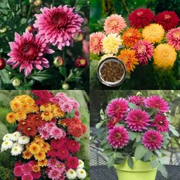 ibains Chrysanthemum big flower seeds pack of 50 Seed-picture-28