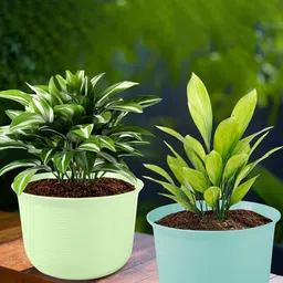 Kuber Industries Blue & Green 2 Pieces Planters With Plate-74