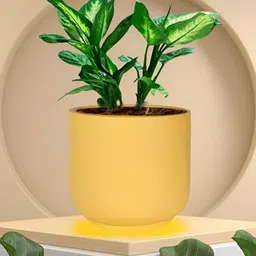 LASAKI Yellow Orin Small Saffron Ceramic Planters-image-72