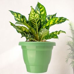 Kuber Industries Set Of 10 Orange-Coloured & Green Planter With Pot image 2