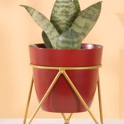 THREADVIBE LIVING Maroon & Yellow Single Golden Metal Pot Plant Stand In Mahogany-image-18