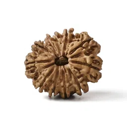 Gemsmantra Brown Wooden 11 Mukhi Rudraksha Nepali With Pendant-image-31