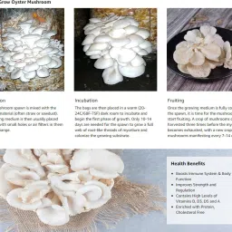 arko Oyster Mushrooms Grain Spawn Seeds – First Generation High Yield White Seed image 2