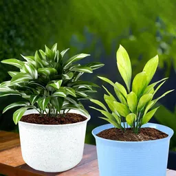 Kuber Industries 2Pcs Blue & White Textured Planters With Plate-52