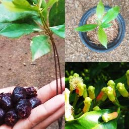 Clove Plant-image-37