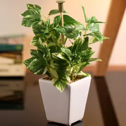 fourwalls Polyester Green Mini Wandering In Gray Ceramic Pot Artificial Plants-picture-16