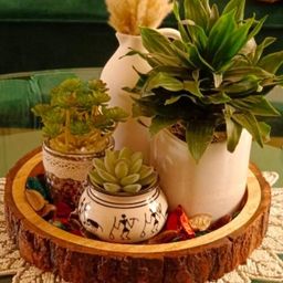 Elite Trays-image-31