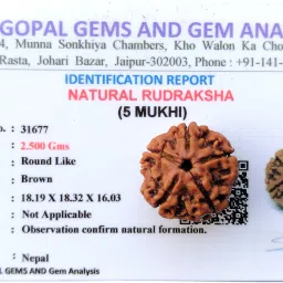 5 Mukhi Rudraksha Nepali With Lab Certificate Golden Brown Color Beads 18 mm Wood Pendant-image-73
