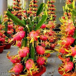 Fabulous Fruit & Fruit Trees-image-80