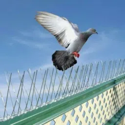 Bird Spike-15