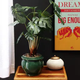 Green Polyester Philodendron in Ceramic Pot by Fourwalls-picture-38
